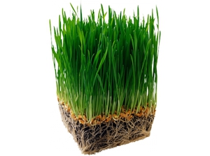 Требования к траве для газонов