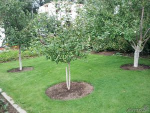 Как правильно сажать плодовые деревья на участке
