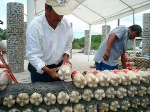 Строим сарай из бутылок