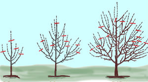 Как осенью обрезать плодовое дерево