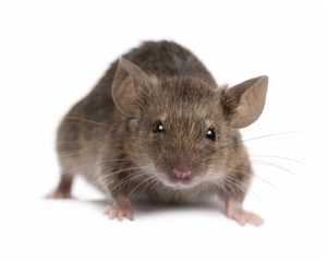 Как быстро и эффективно вывести мышей из дома