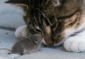 Кошка ловит мышку