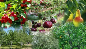 Плодовые деревья и кустарники в саду: схема посадки, как правильно расположить растения в саду, фото