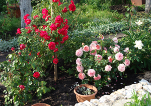 Какие сорта роз используются при создании розария