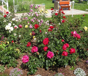 Правила посадки роз в розарии
