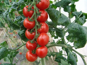 Семена помидоров
