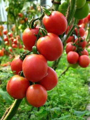 Выведение лучших сортов томатов