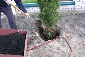 Посадить тую просто, главное, правильно выкопать яму и добавить удобрения.