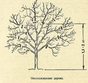 Правила обрезки плодового дерева