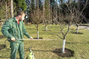 Описание причин для опрыскивания садовых деревьев в осенний период