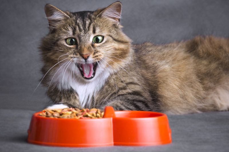 И полезно и вкусно: 5 рецептов блюд для котов, которые оздоровят организм