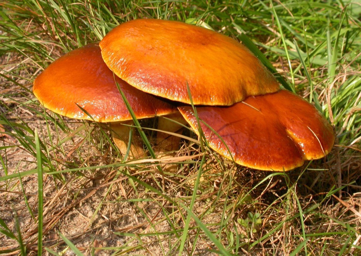 Выбираем правильно: как точно отличить съедобные грибы от несъедобных