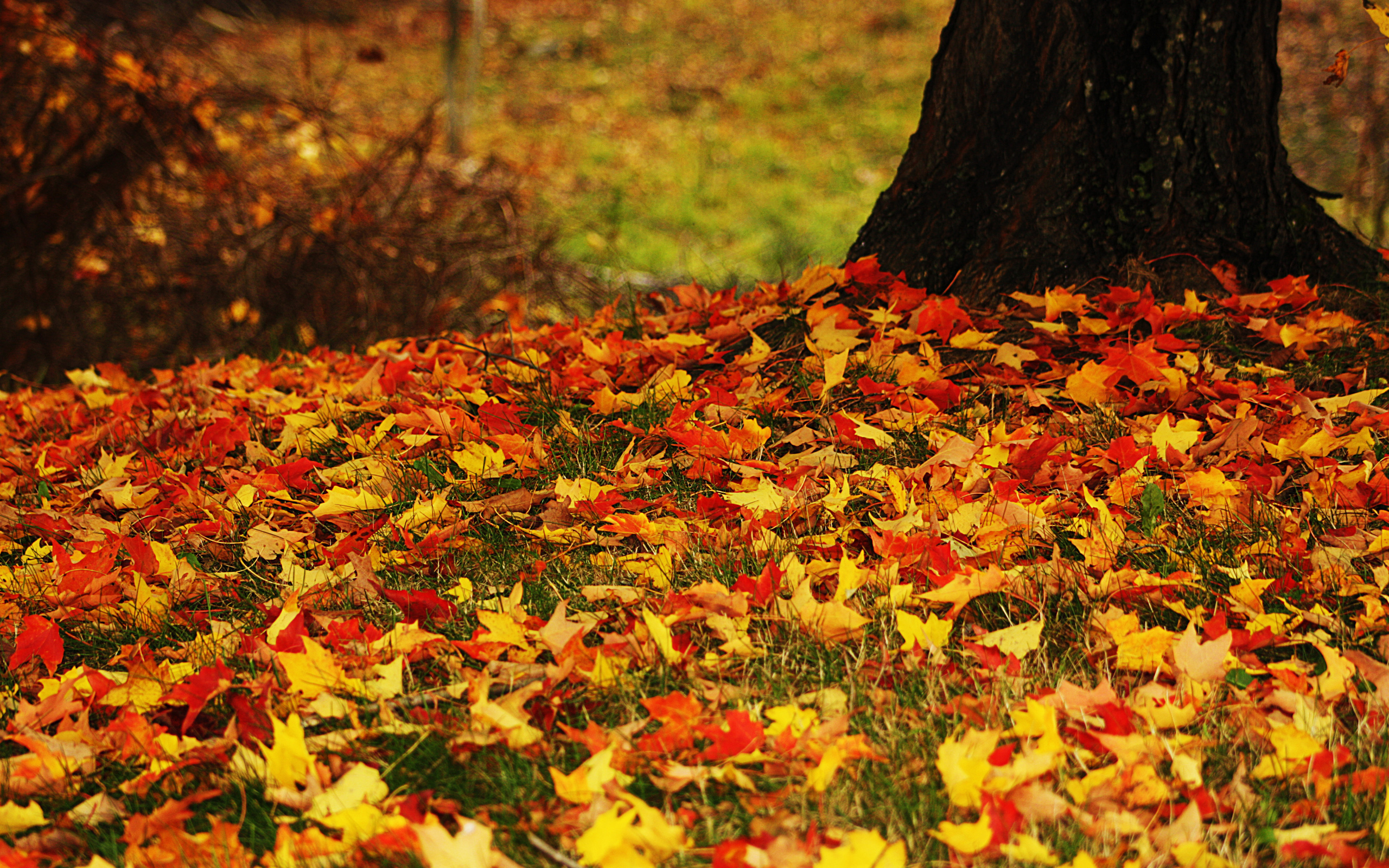 Что сделать с опавших листьев: 8 полезных идей