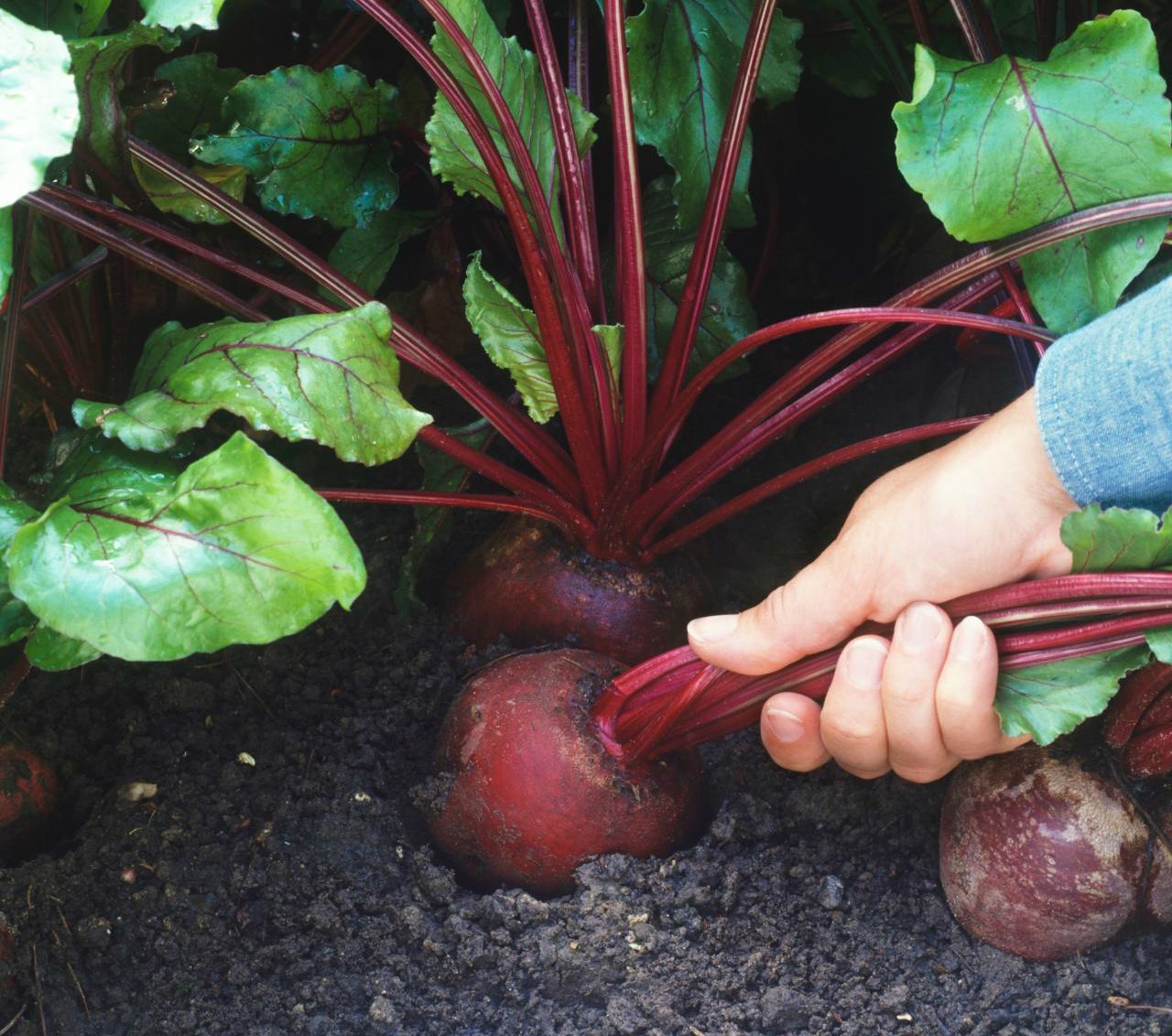 4 простых шага, которые помогут вырастить хороший урожай свеклы