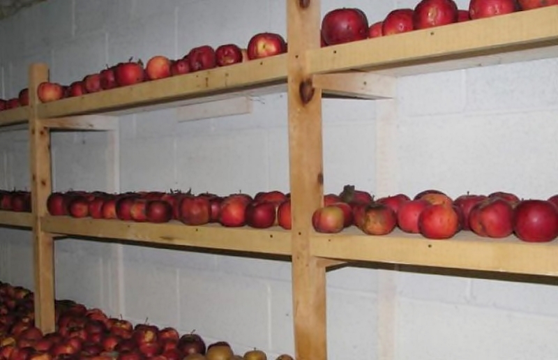 Хранение яблок на стеллажах