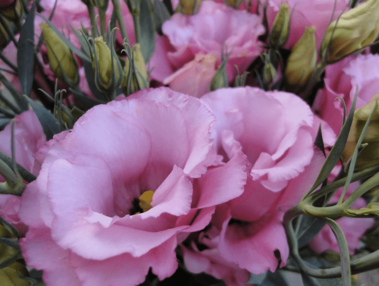 eustoma sorta mahrovaya rozi