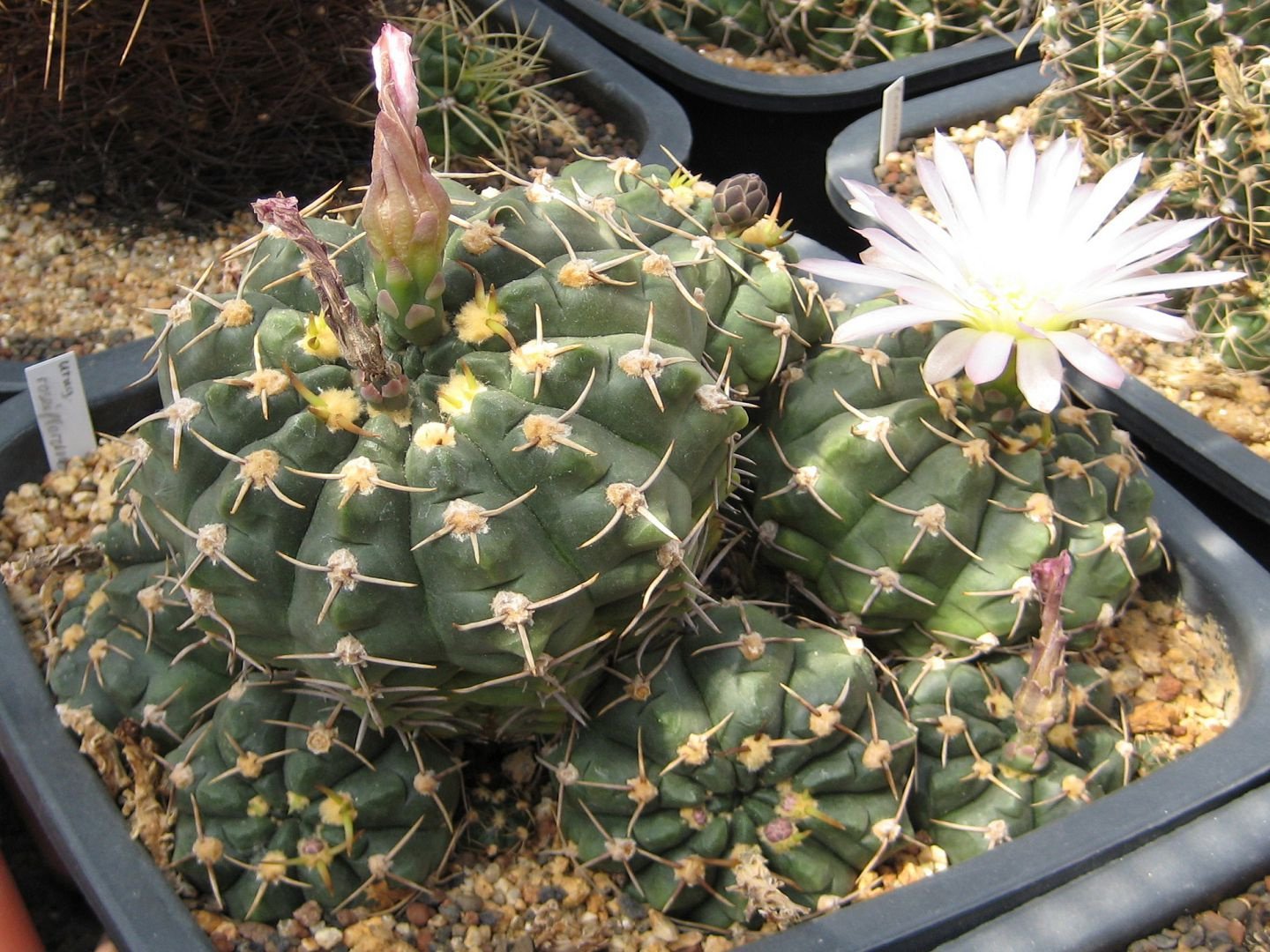 Гимнокалициум: необычный кактус родом из Южной Америки