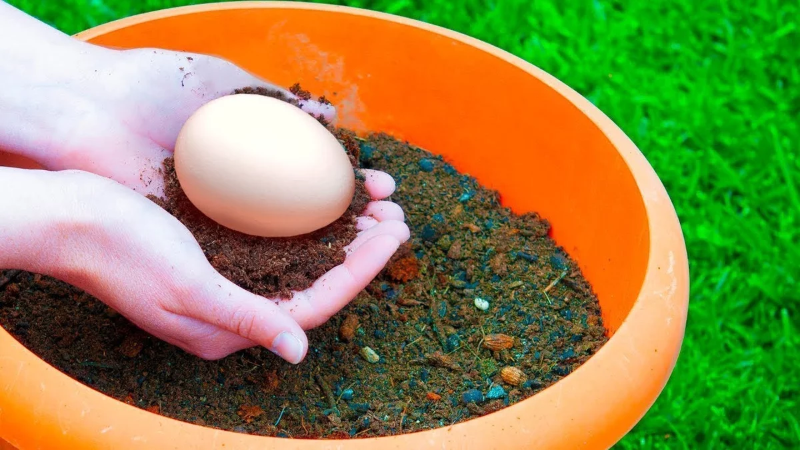 Зачем закапывают яйцо в огороде соседа: что делать, если такое случилось