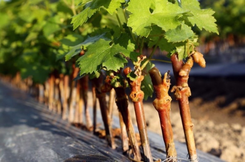 Как размножить виноград черенками осенью