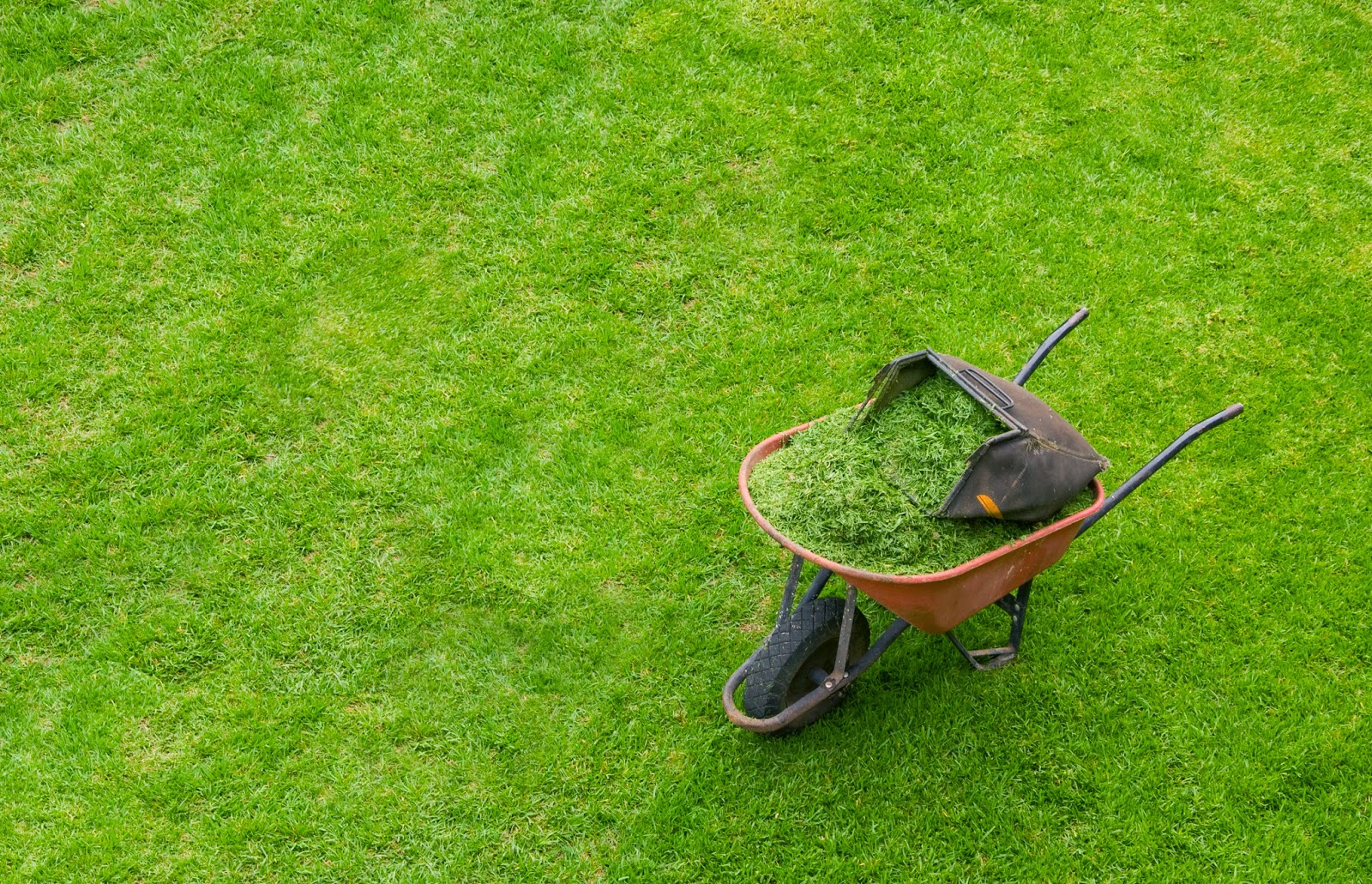 Как сажать газонную траву весной