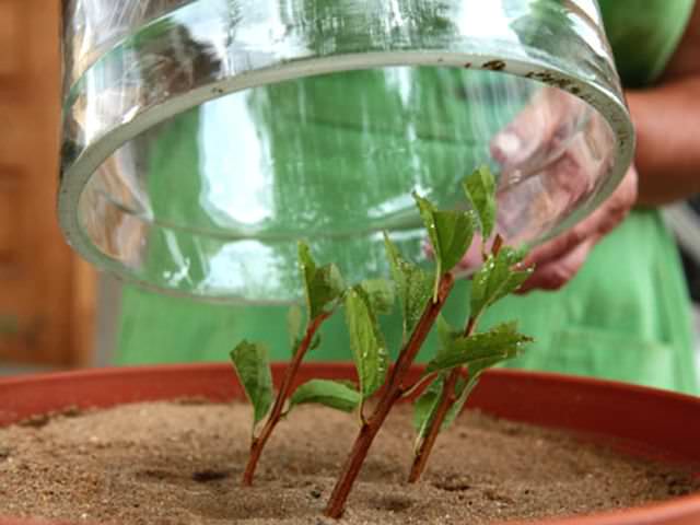 Молодые ростки спиреи, полученные из семян