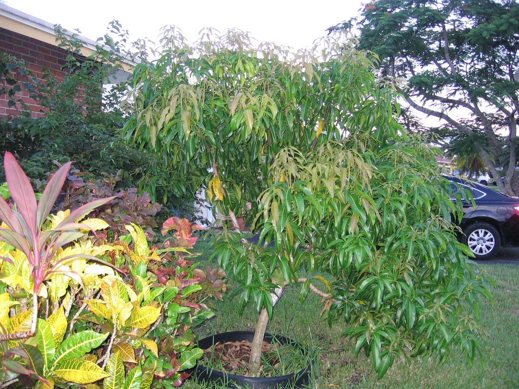 Дерево Манго В Домашних Условиях Фото