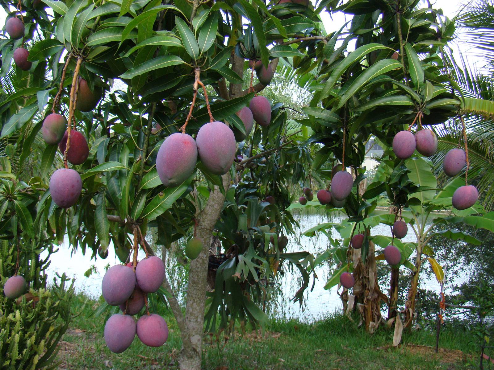 Секреты выращивания манго из косточки в домашних условиях