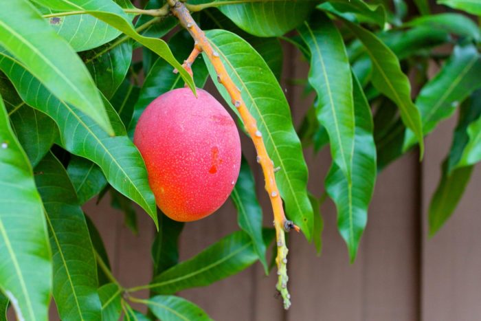 Плод манго на дереве