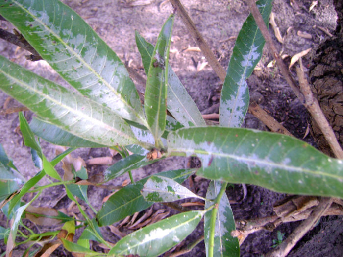 Мучнистая роса на листьях манго