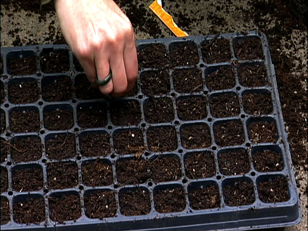Когда сеять цветную. Посев семян капусты. Кассеты для рассады. Посев семян в кассеты. Рассада капусты в кассетах.