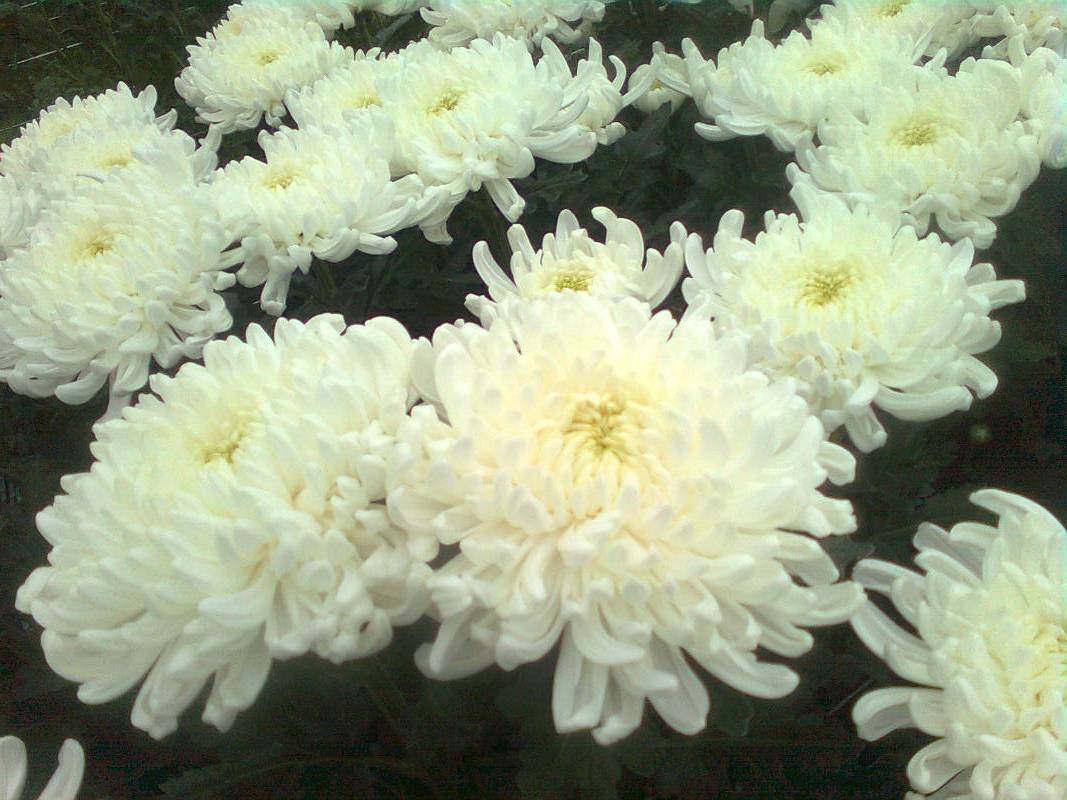 Сорта хризантем с фото и названиями зимующие в открытом