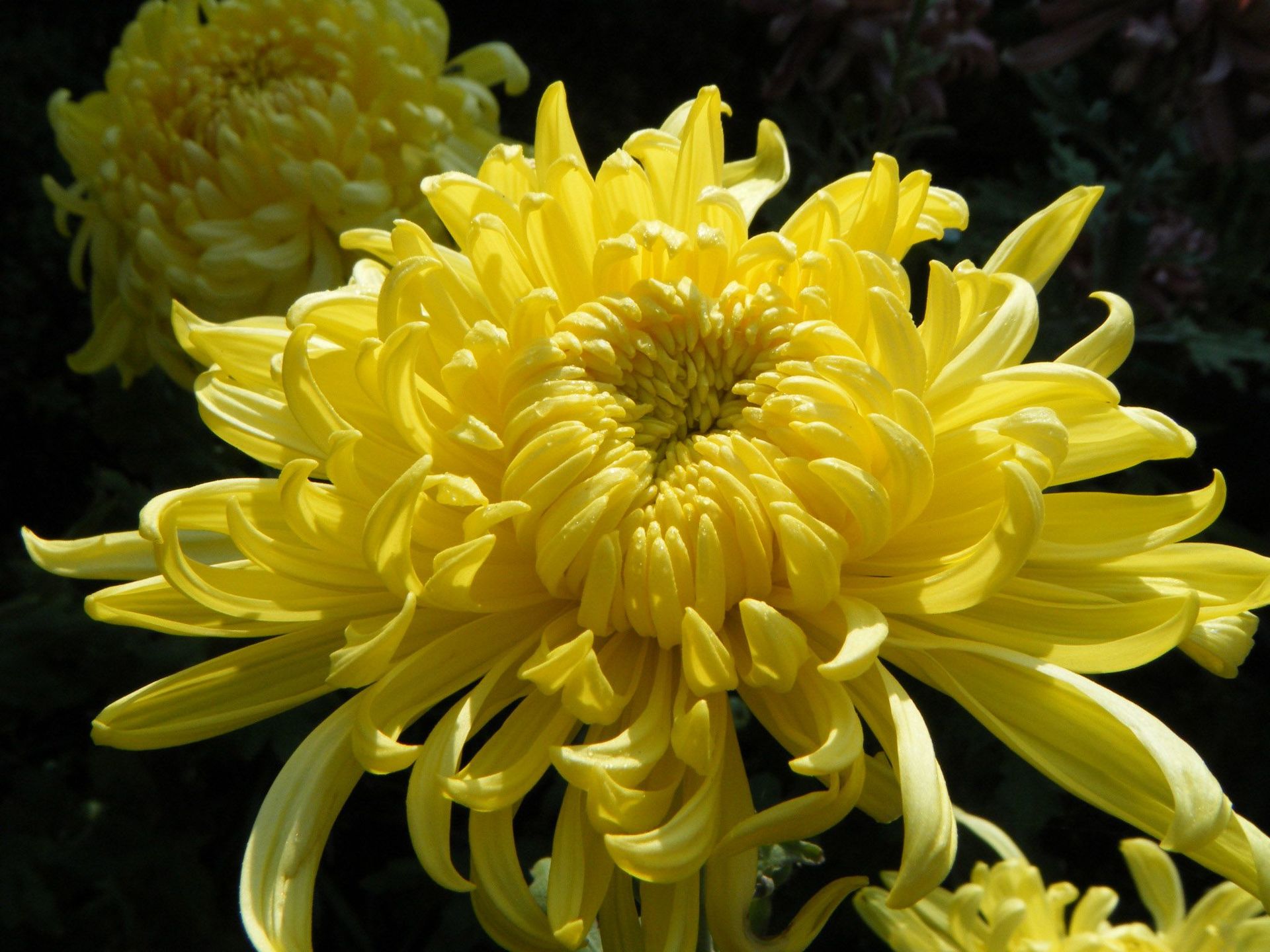 Окишор хризантема фото и описание
