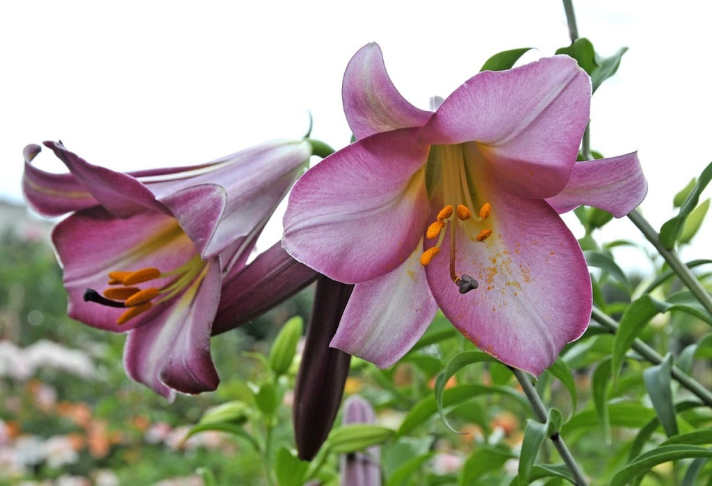 Лилия трубчатая голден сплендор фото и описание